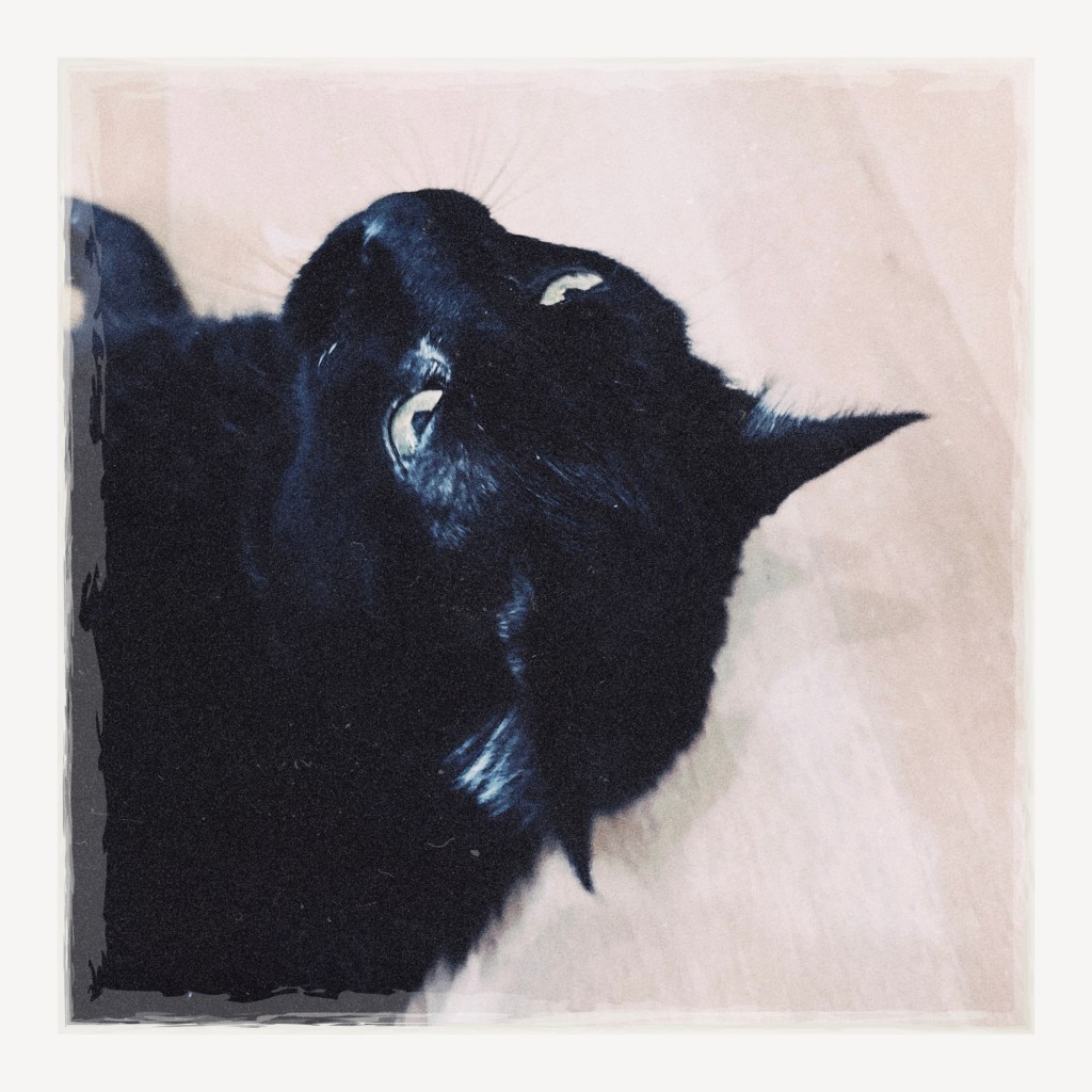 A close-up of Jack in the studio just about to roll over and complain that I am not paying attention to him.​